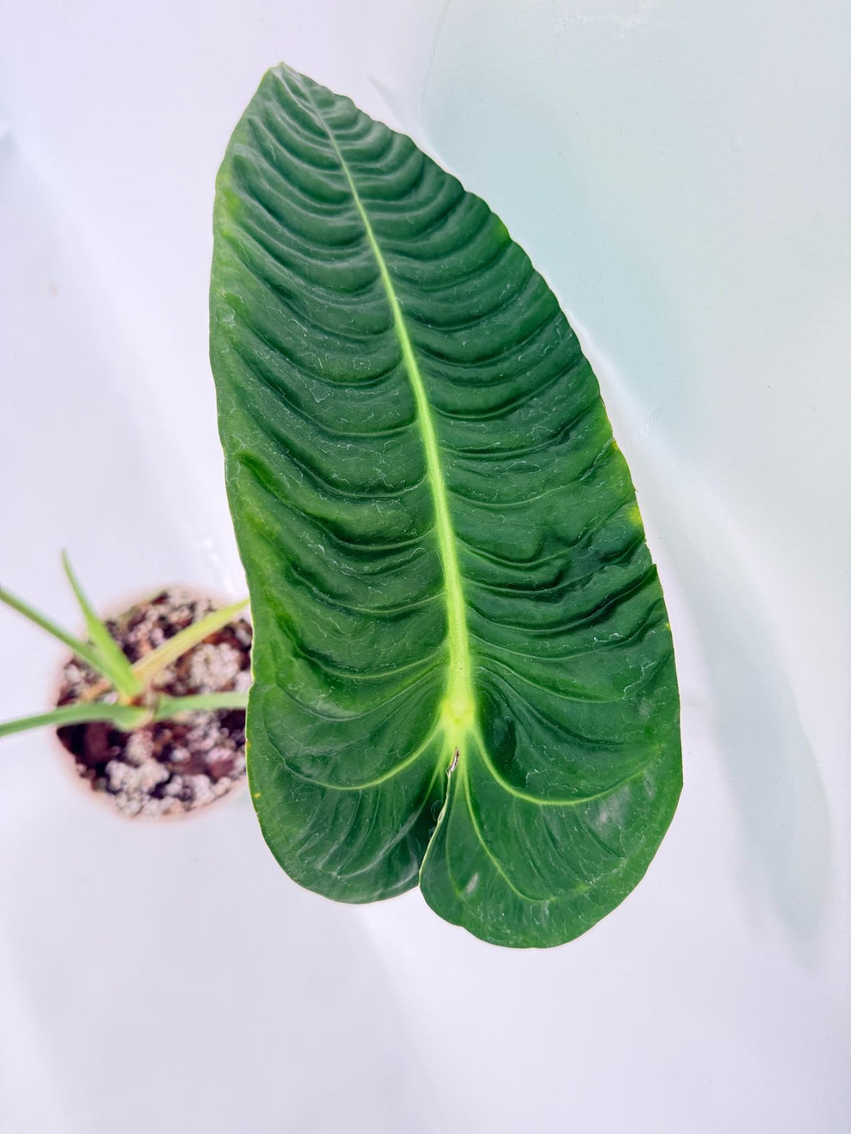 Anthurium veitchii narrow XXL 06