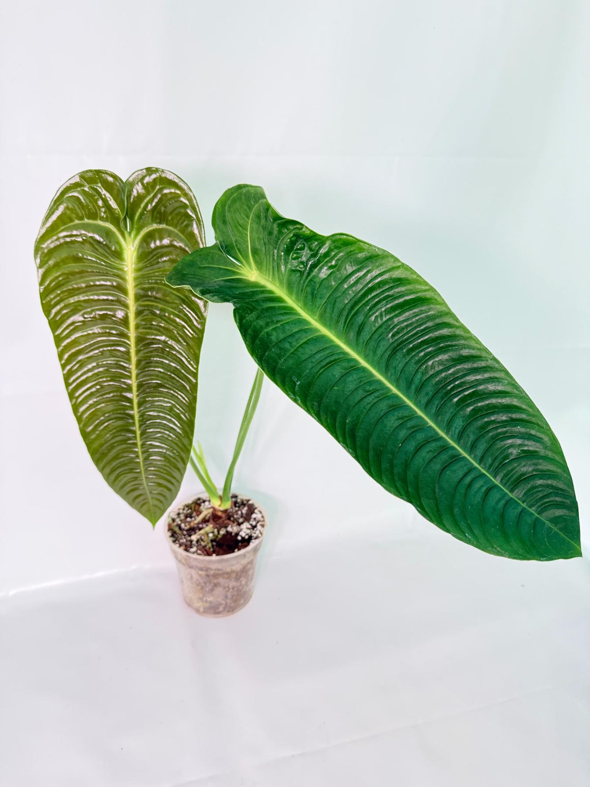 Anthurium veitchii narrow XXL 07