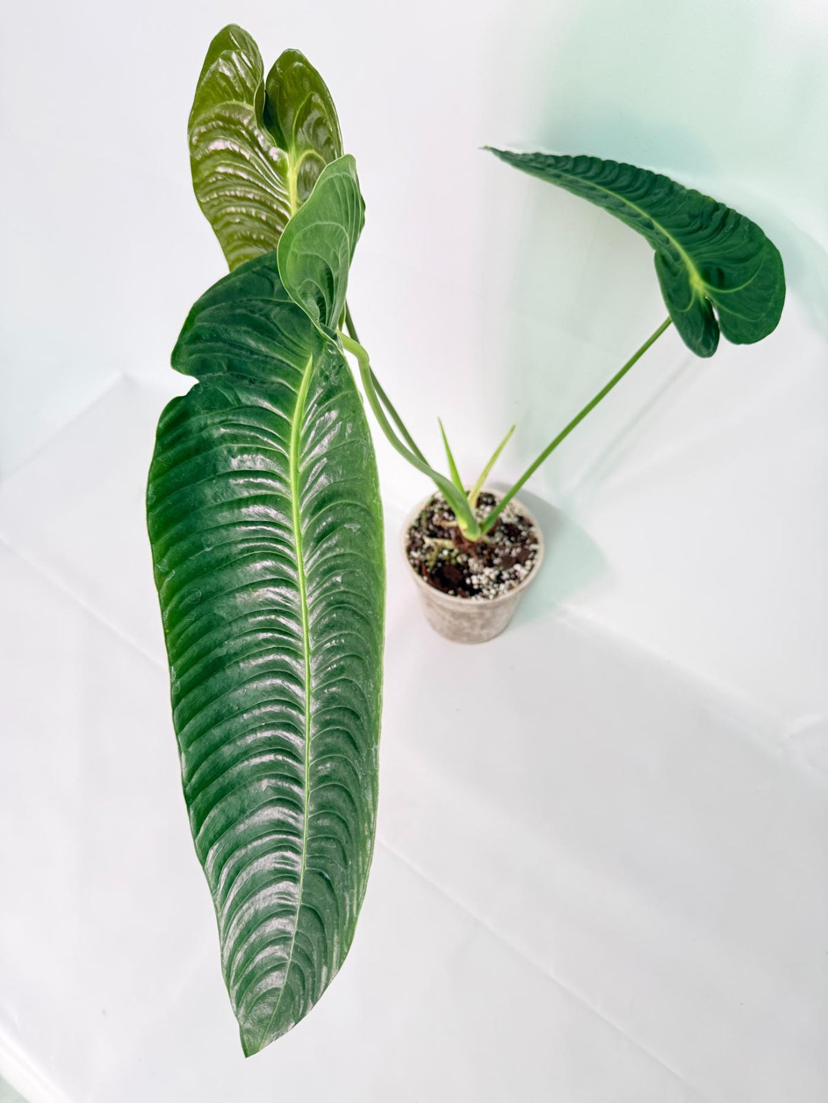 Anthurium veitchii narrow XXL 08