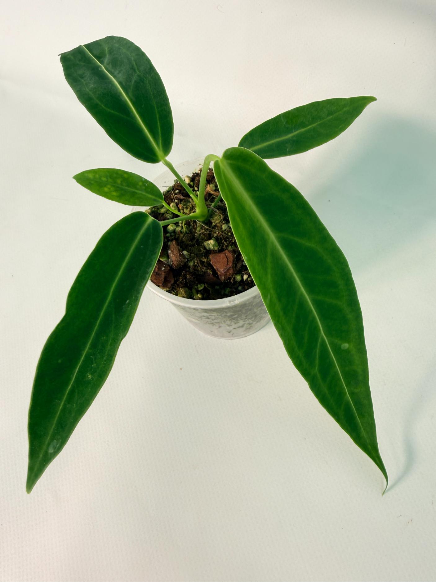 Anthurium warocqueanum Dark Form (young plant)01