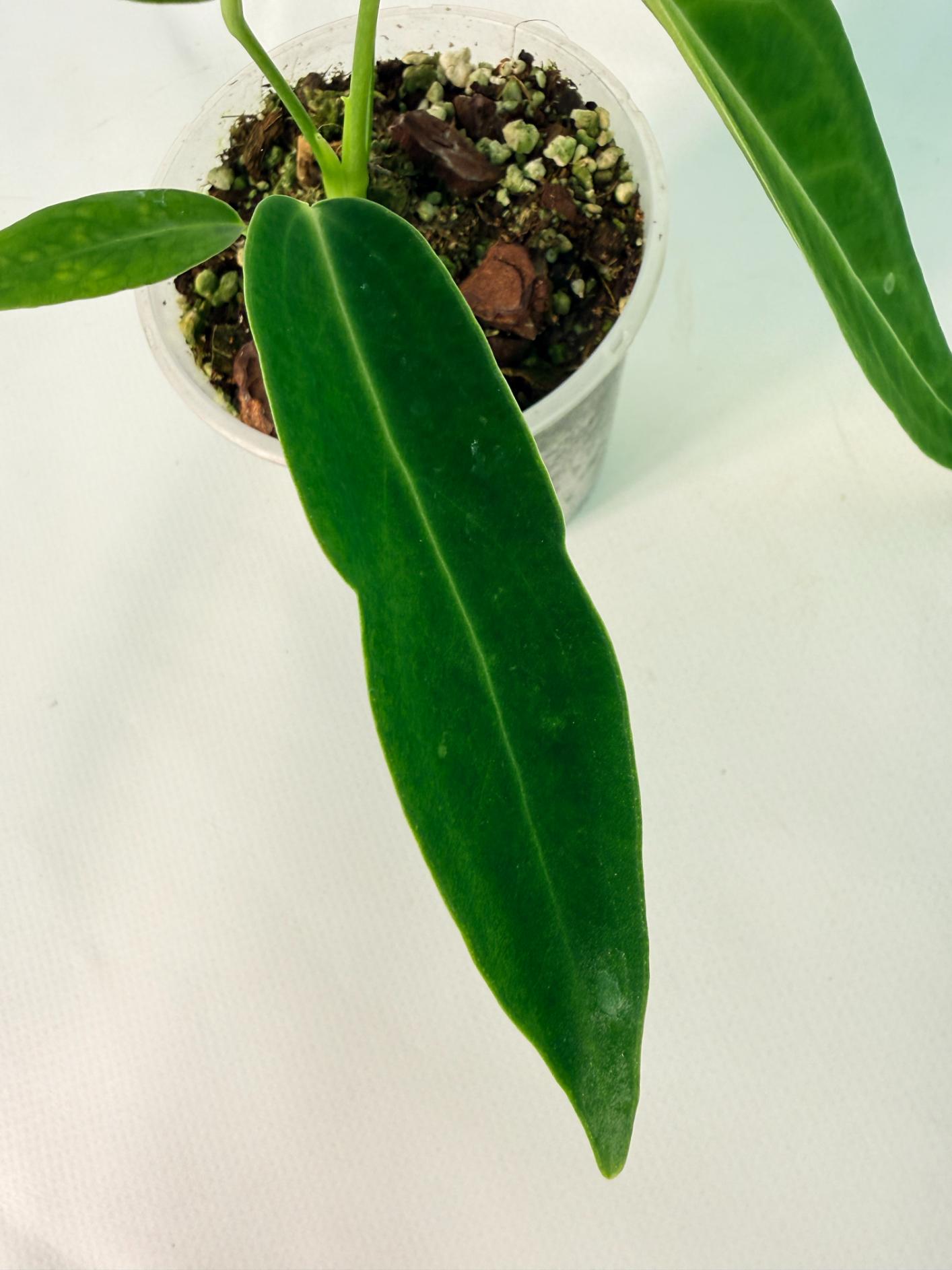 Anthurium warocqueanum Dark Form (young plant)09