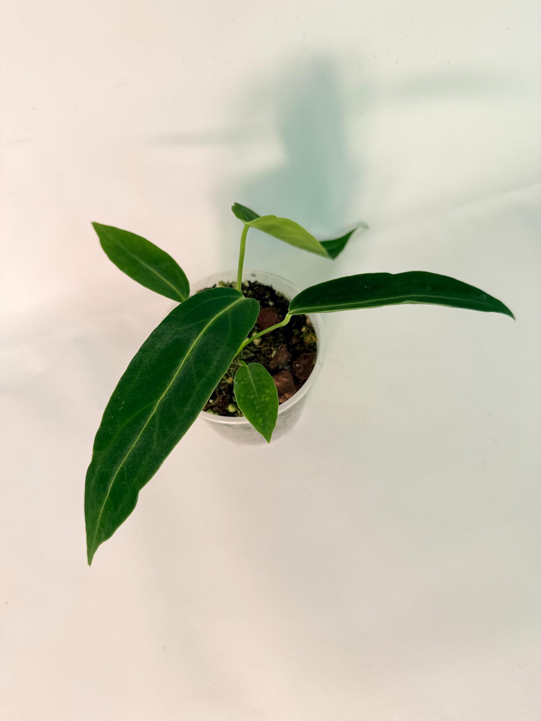 Anthurium warocqueanum Dark Form (young plant)03