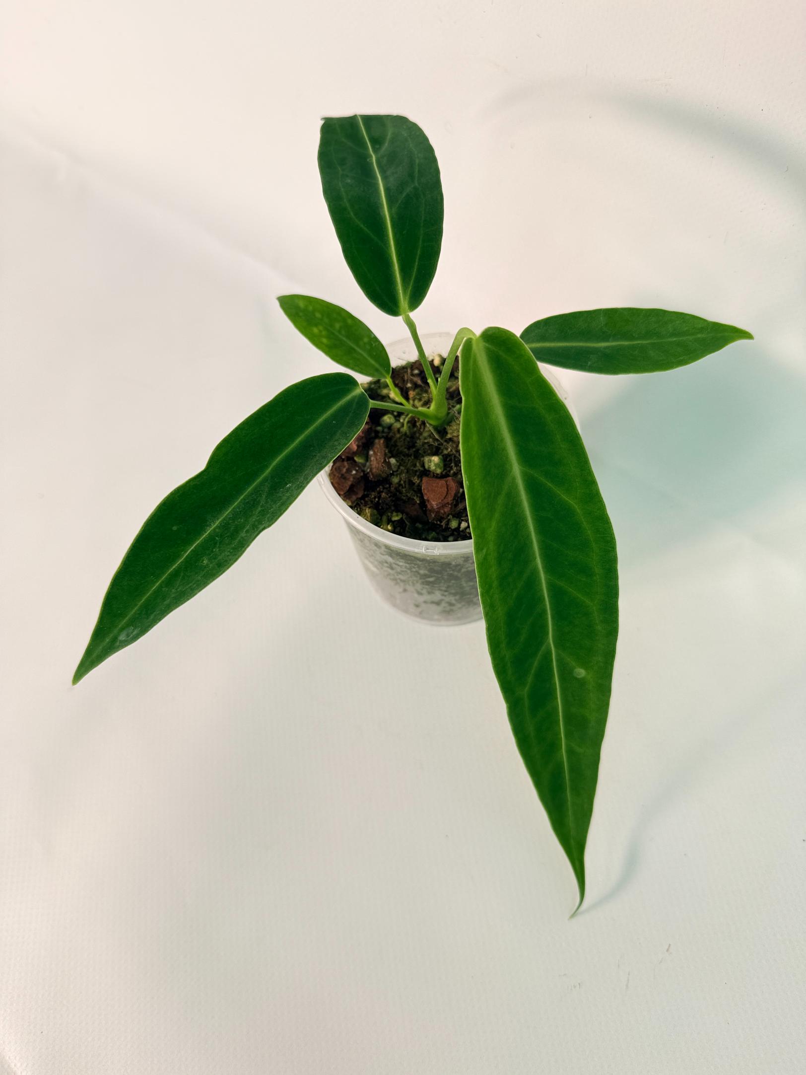 Anthurium warocqueanum Dark Form (young plant)04