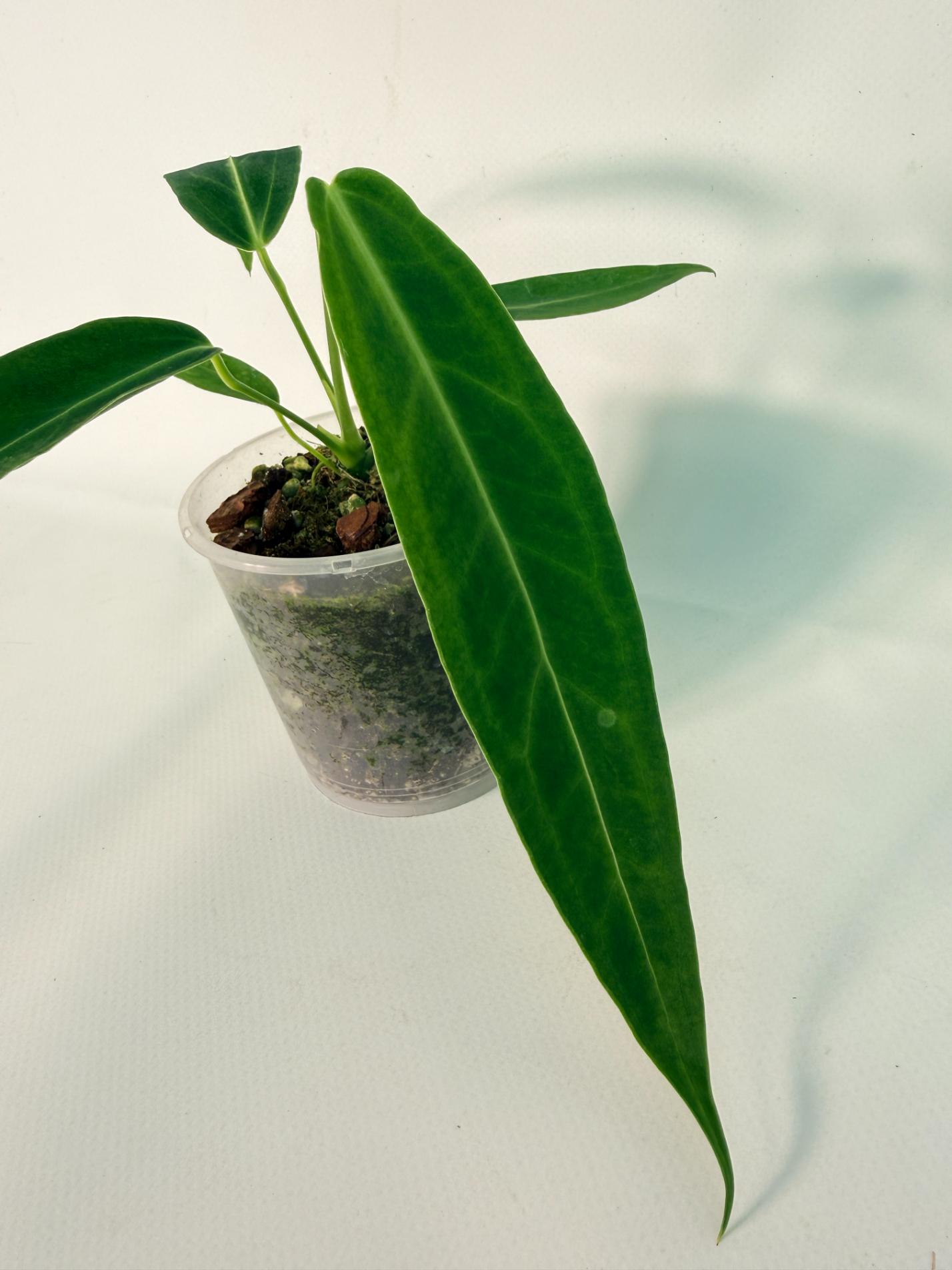 Anthurium warocqueanum Dark Form (young plant)05