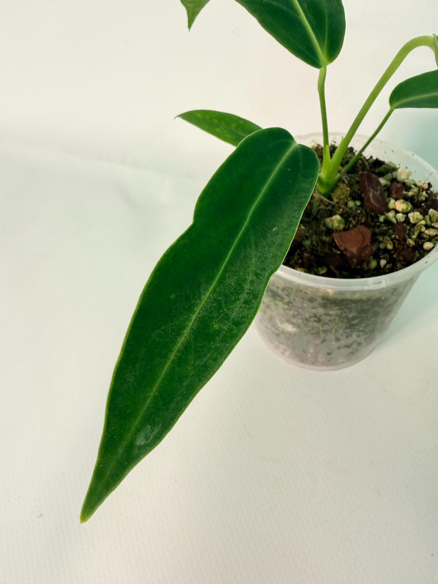 Anthurium warocqueanum Dark Form (young plant)06