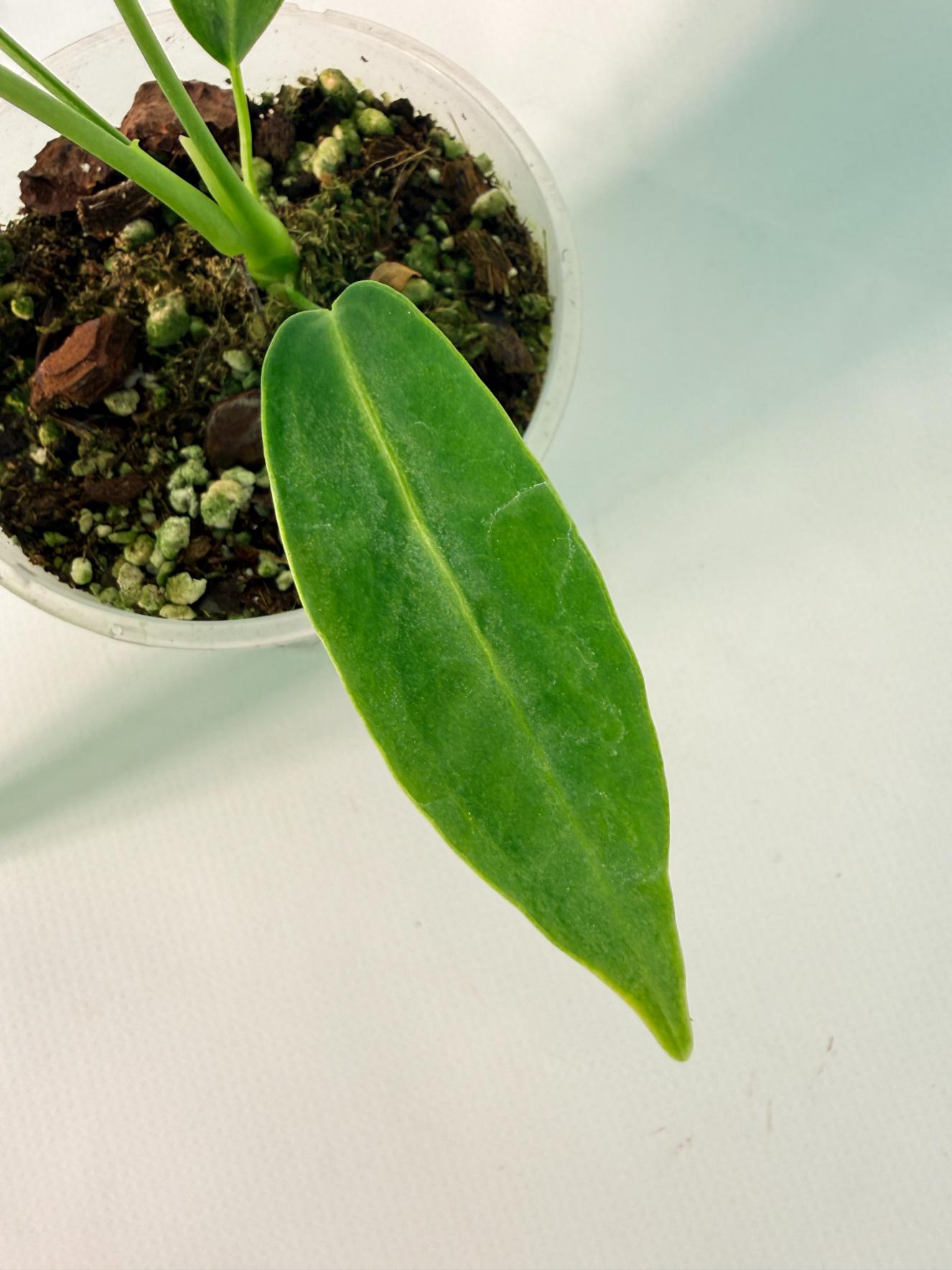 Anthurium warocqueanum Dark Form (young plant)07