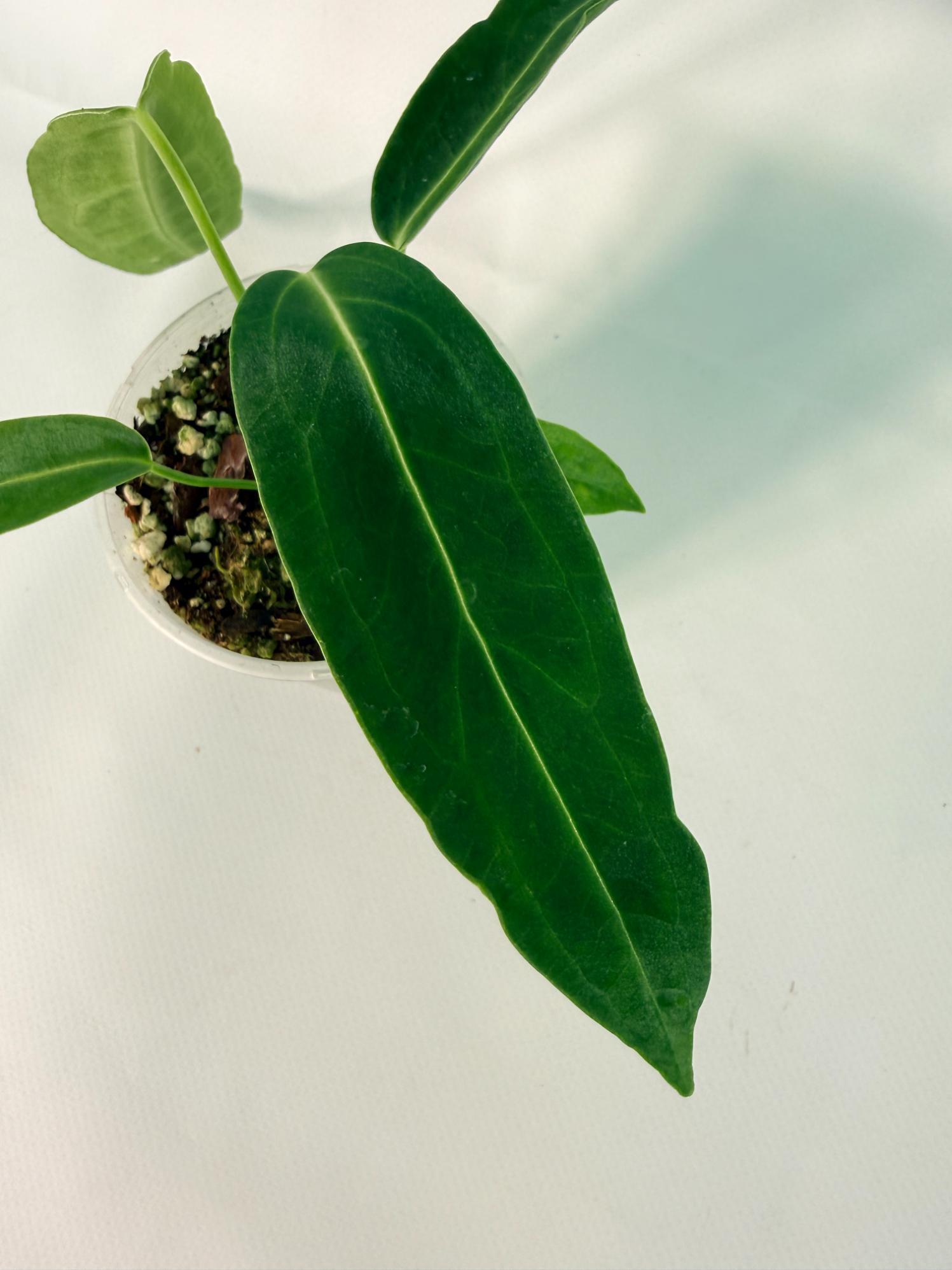 Anthurium warocqueanum Dark Form (young plant)08