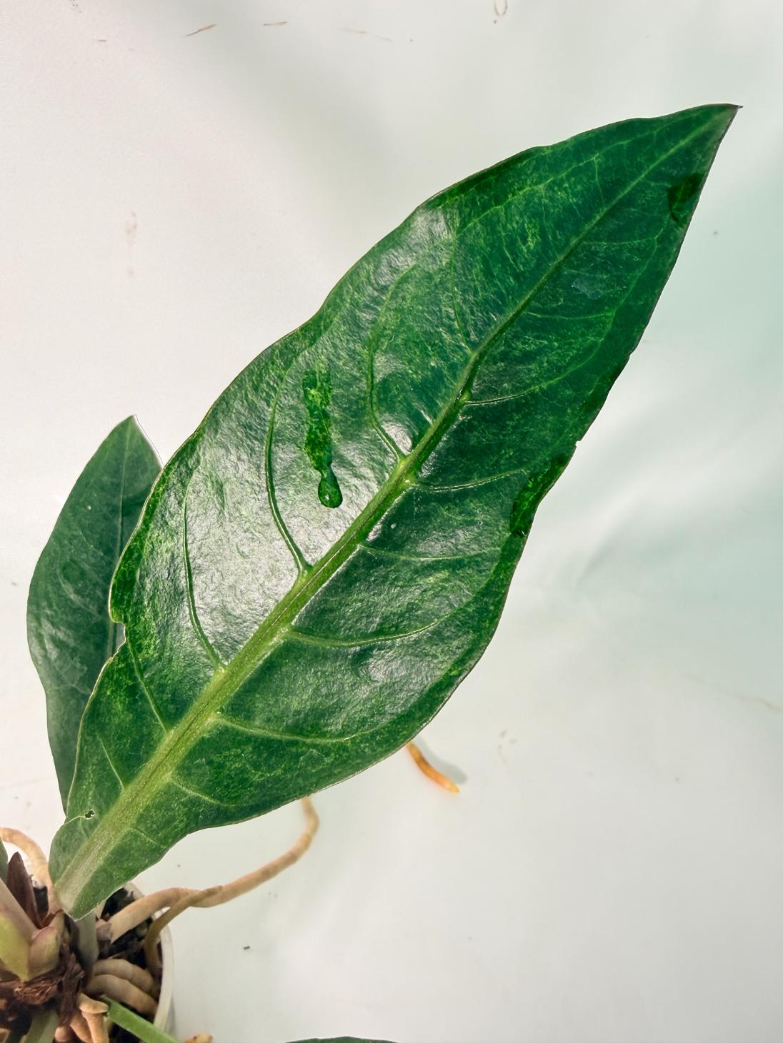 Anthurium hookeri variegato 07
