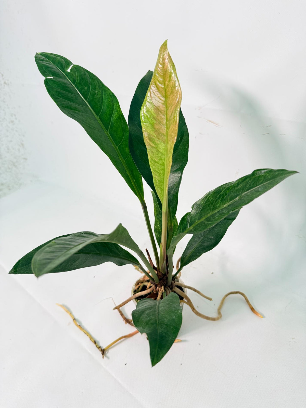 Anthurium hookeri variegato 08