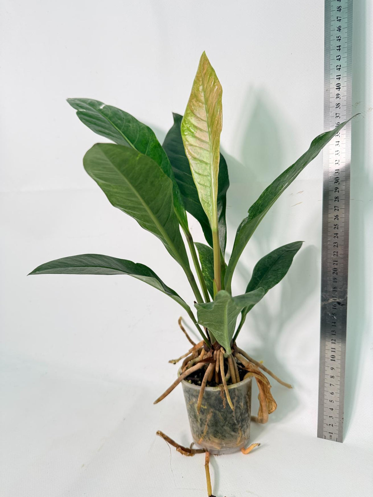 Anthurium hookeri variegato 09