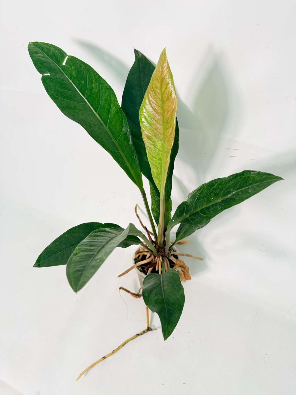 Anthurium hookeri variegato 01