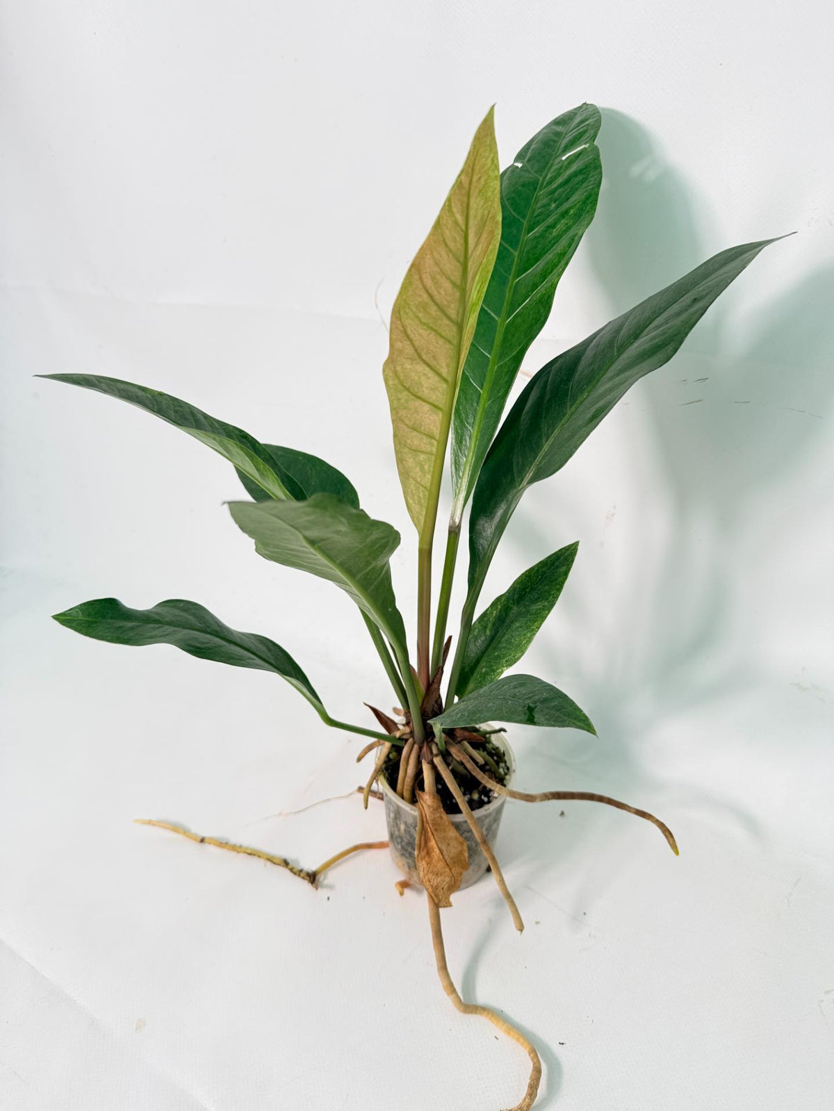 Anthurium hookeri variegato 02
