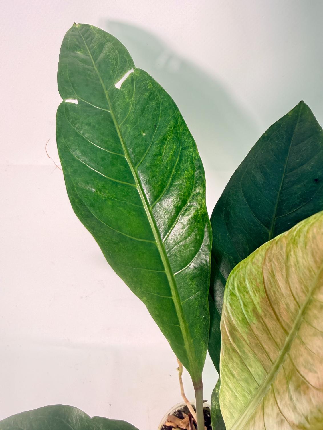 Anthurium hookeri variegato 03