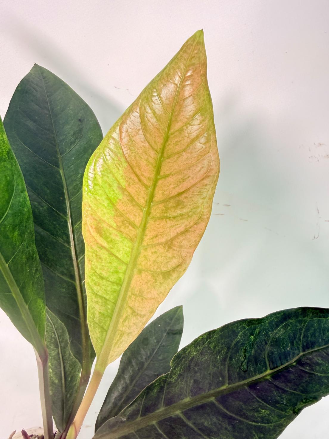 Anthurium hookeri variegato 04