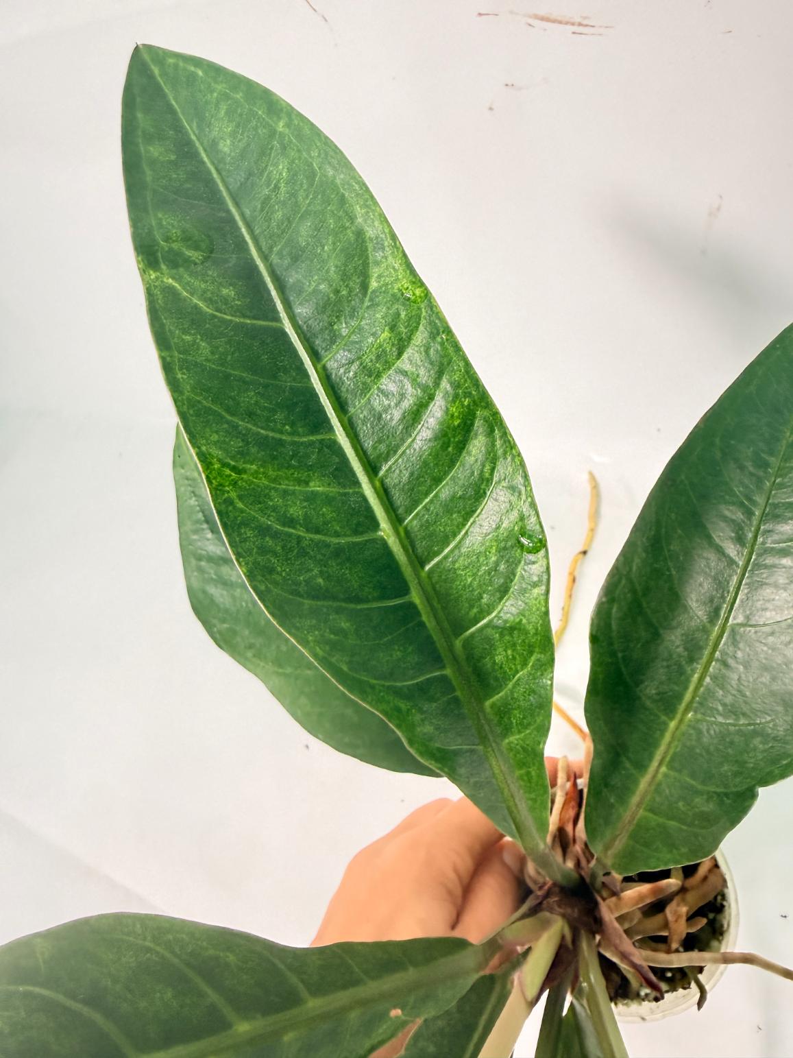 Anthurium hookeri variegato 05