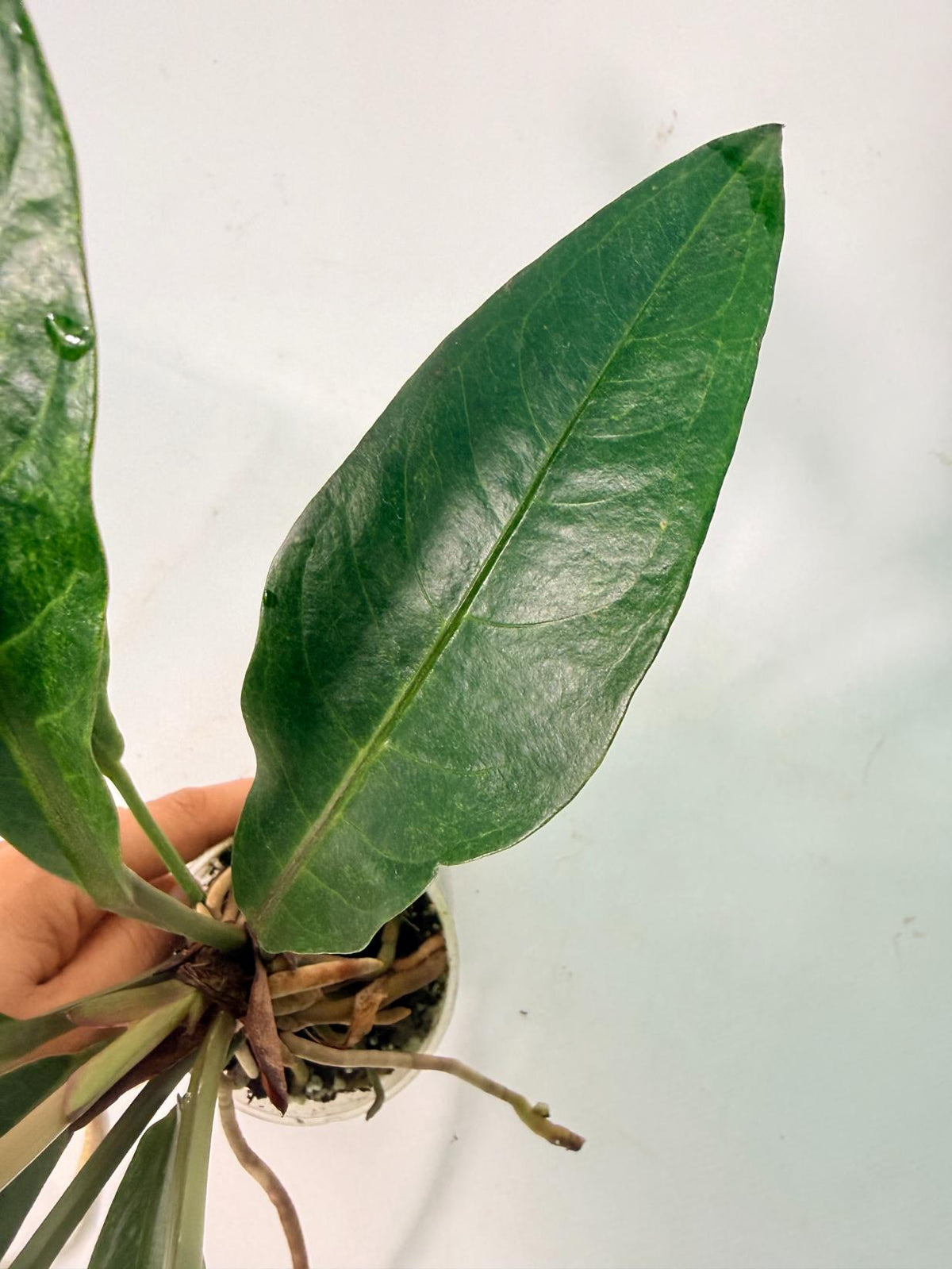 Anthurium hookeri variegato 06
