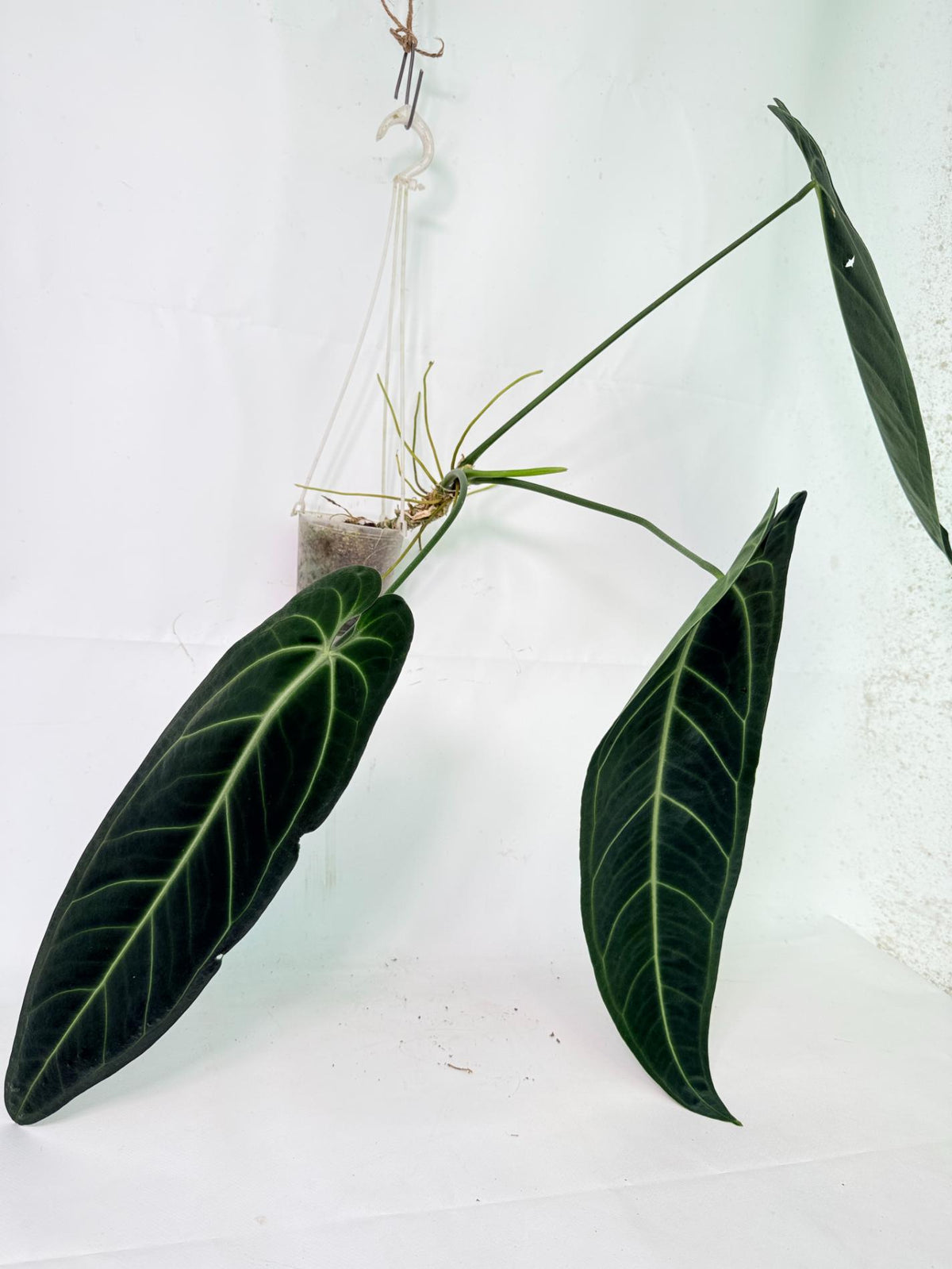 Anthurium warocqueanum11