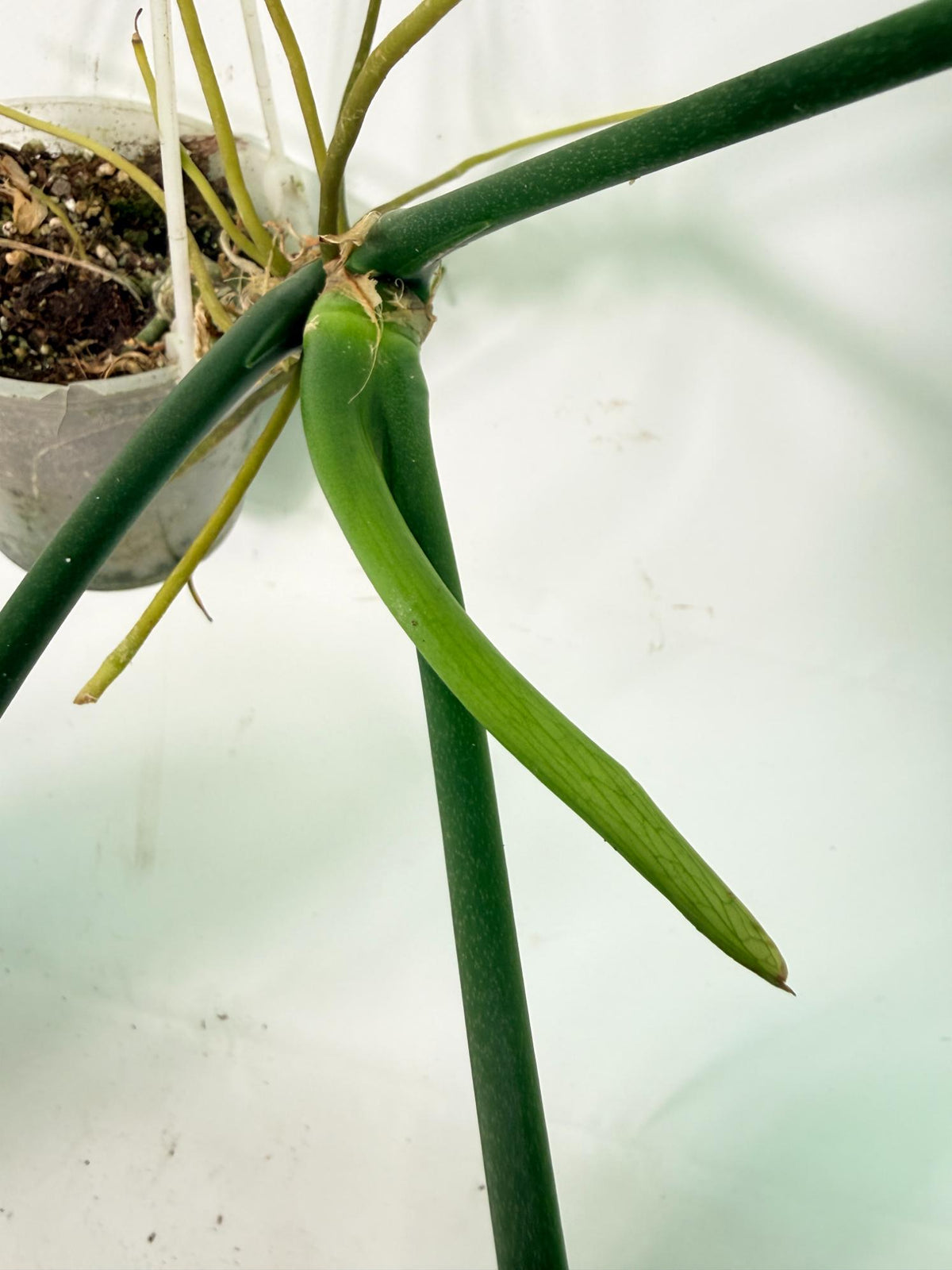 Anthurium warocqueanum12