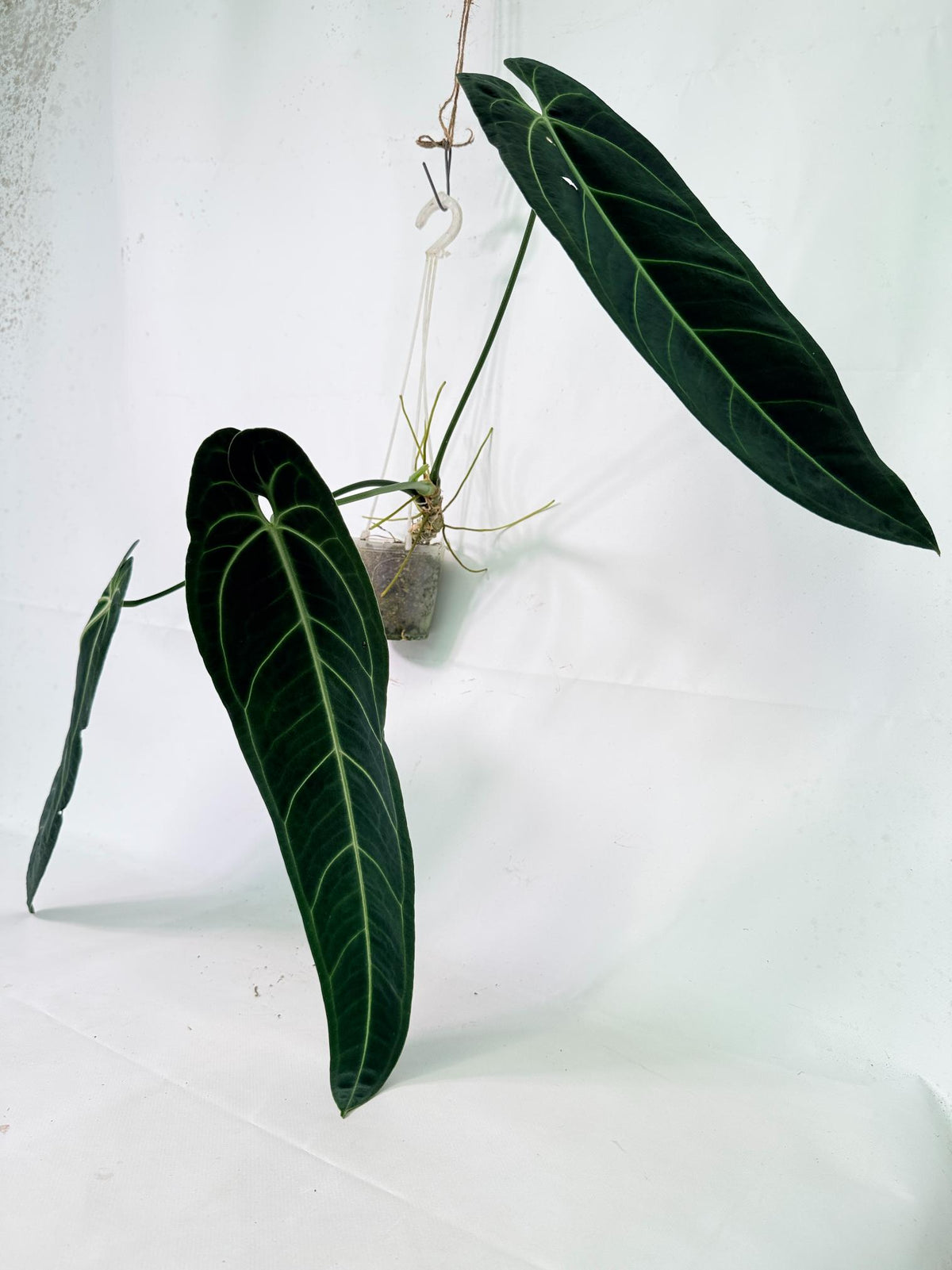 Anthurium warocqueanum12
