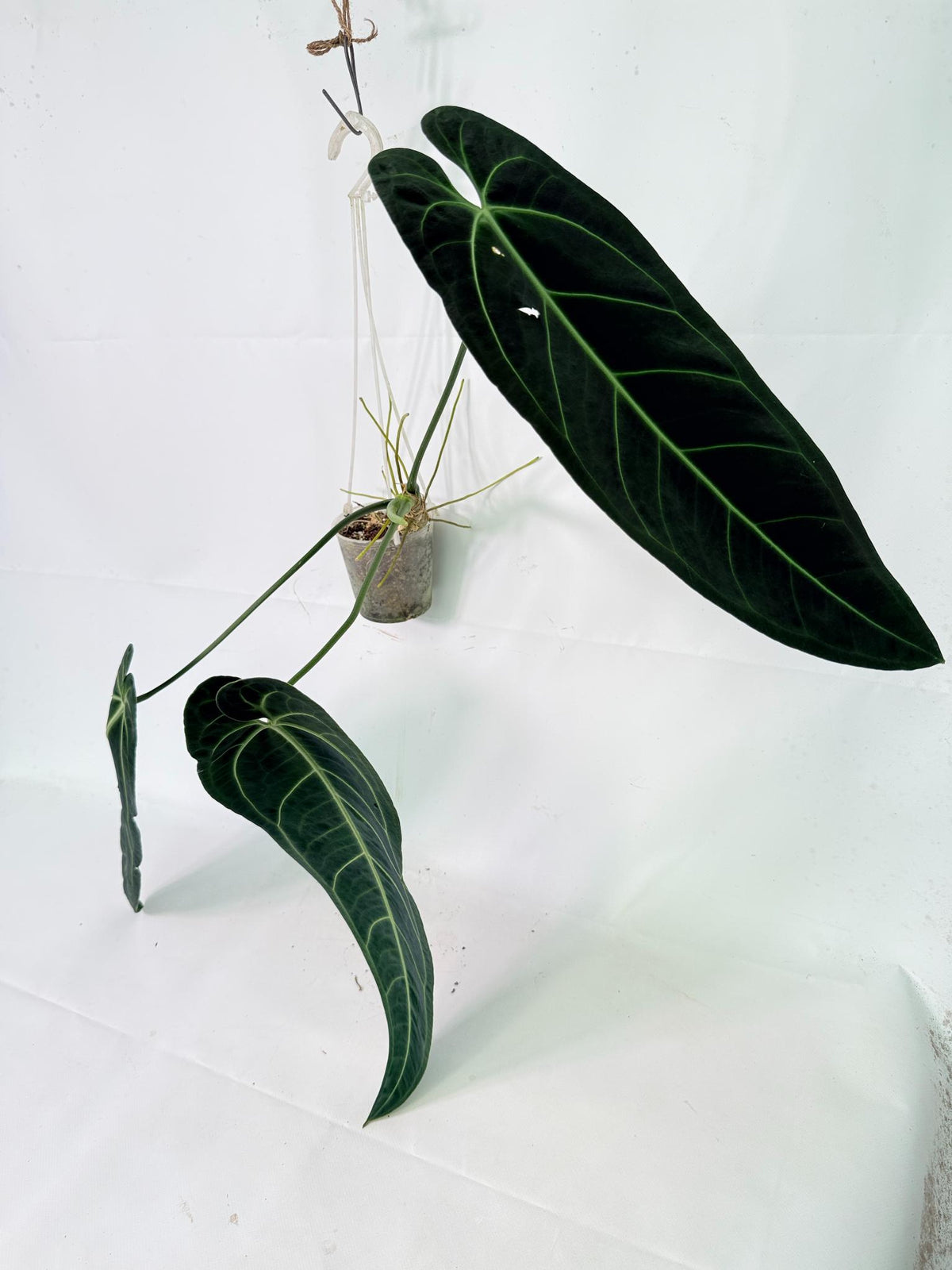 Anthurium warocqueanum 01