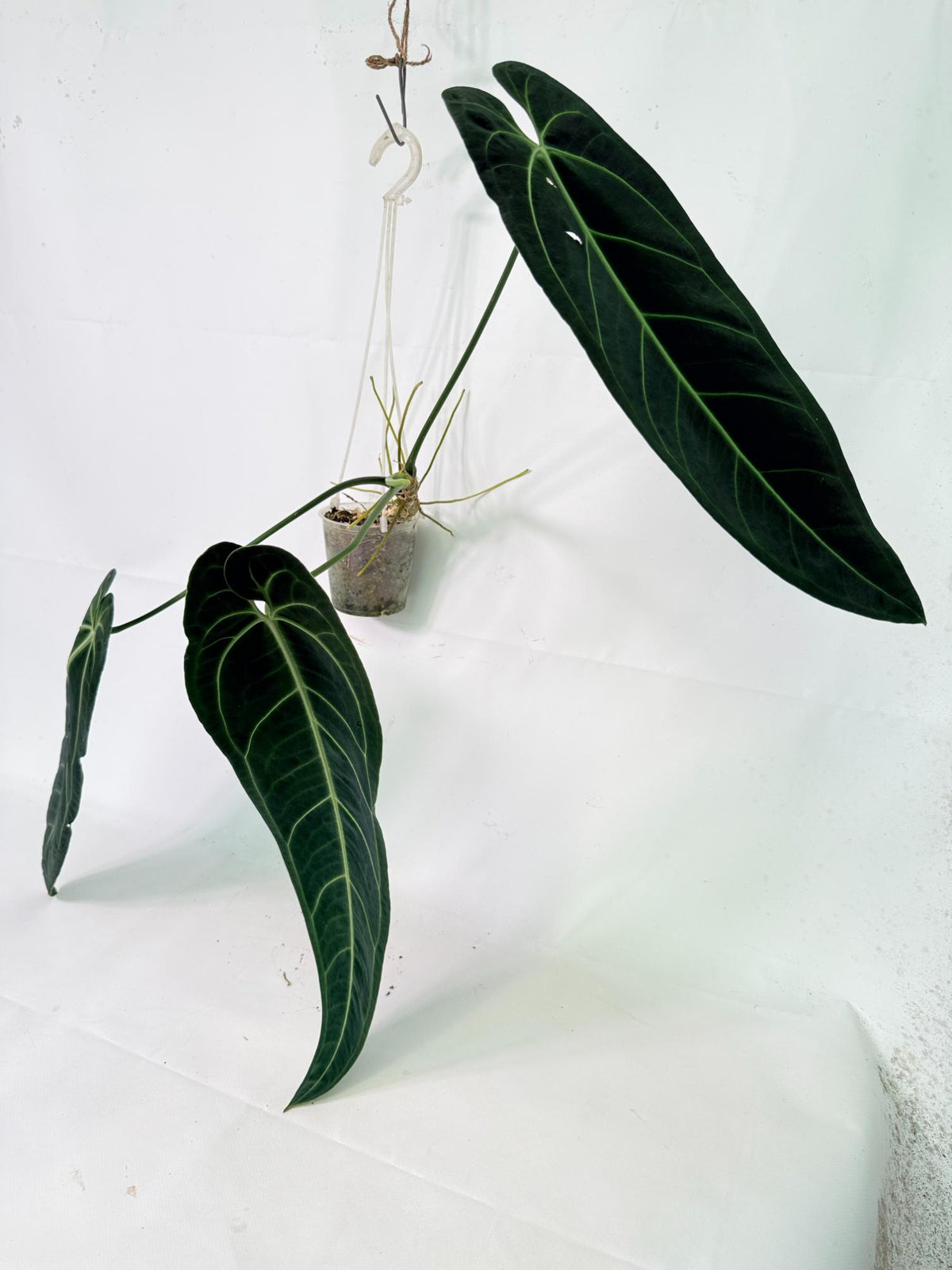 Anthurium warocqueanum 02