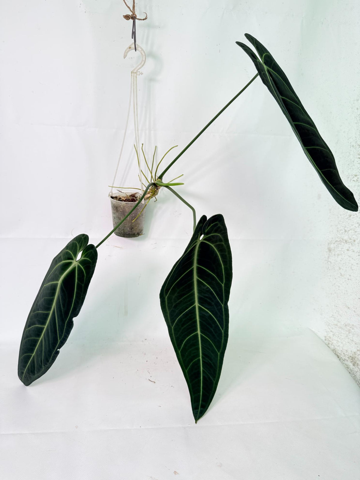 Anthurium warocqueanum 03