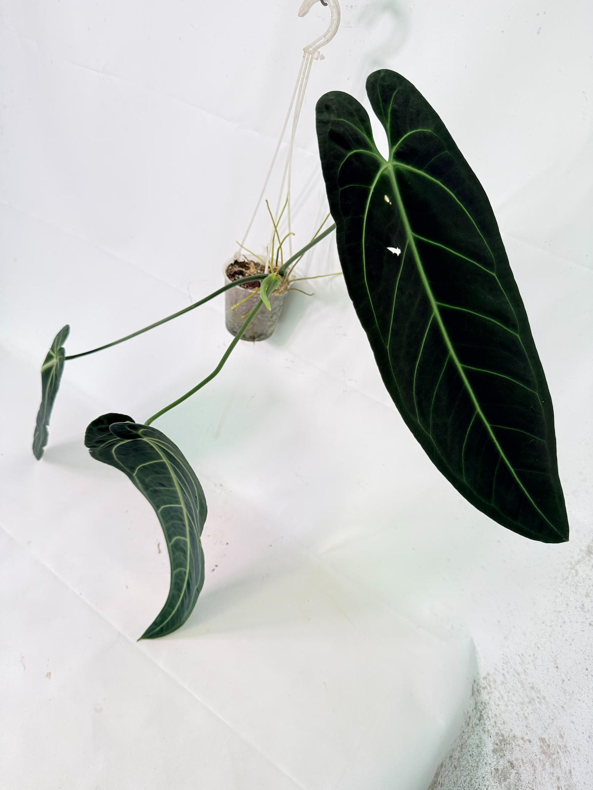 Anthurium warocqueanum 04
