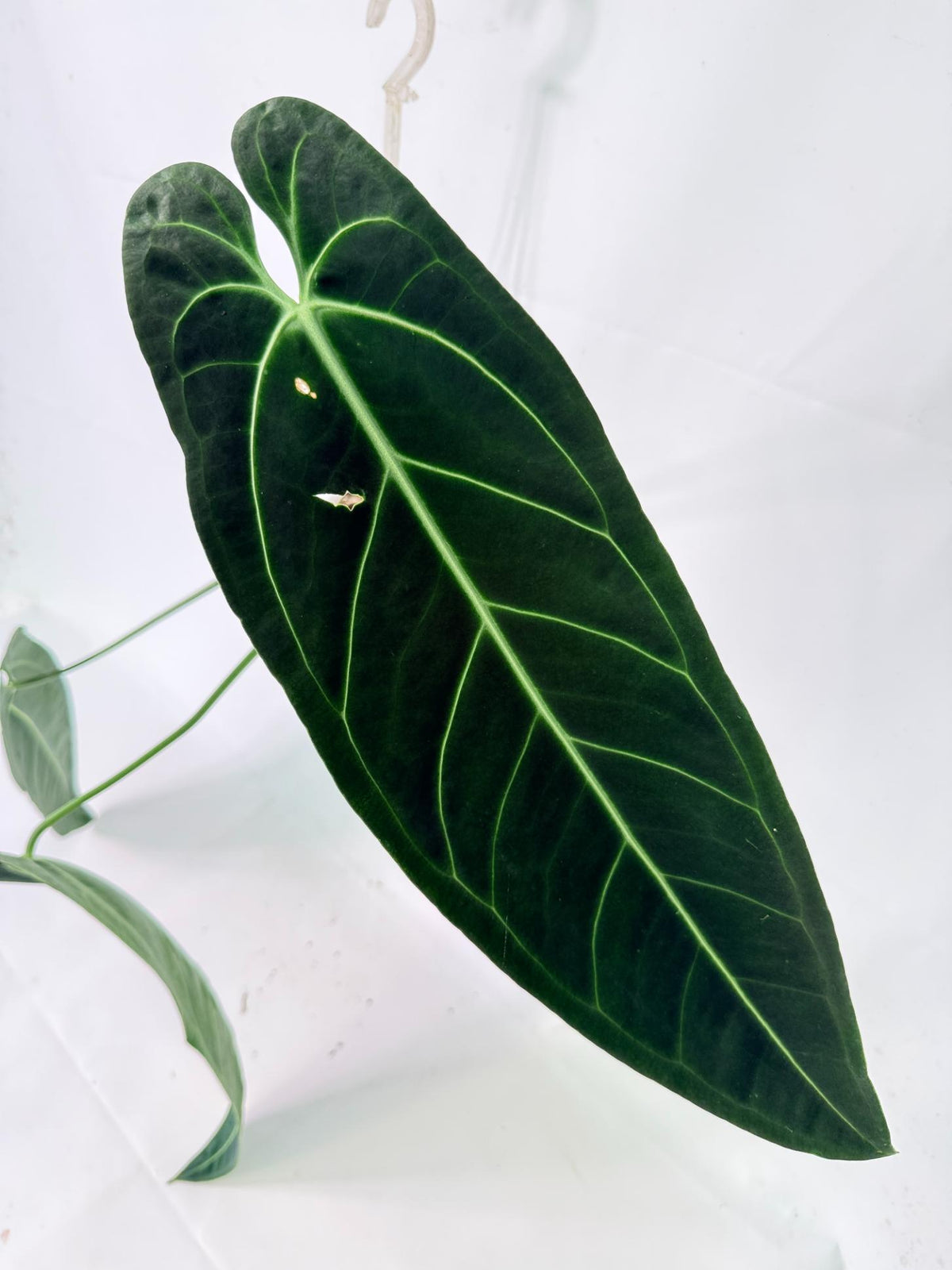 Anthurium warocqueanum 05