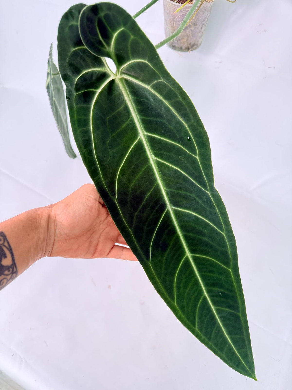 Anthurium warocqueanum 06