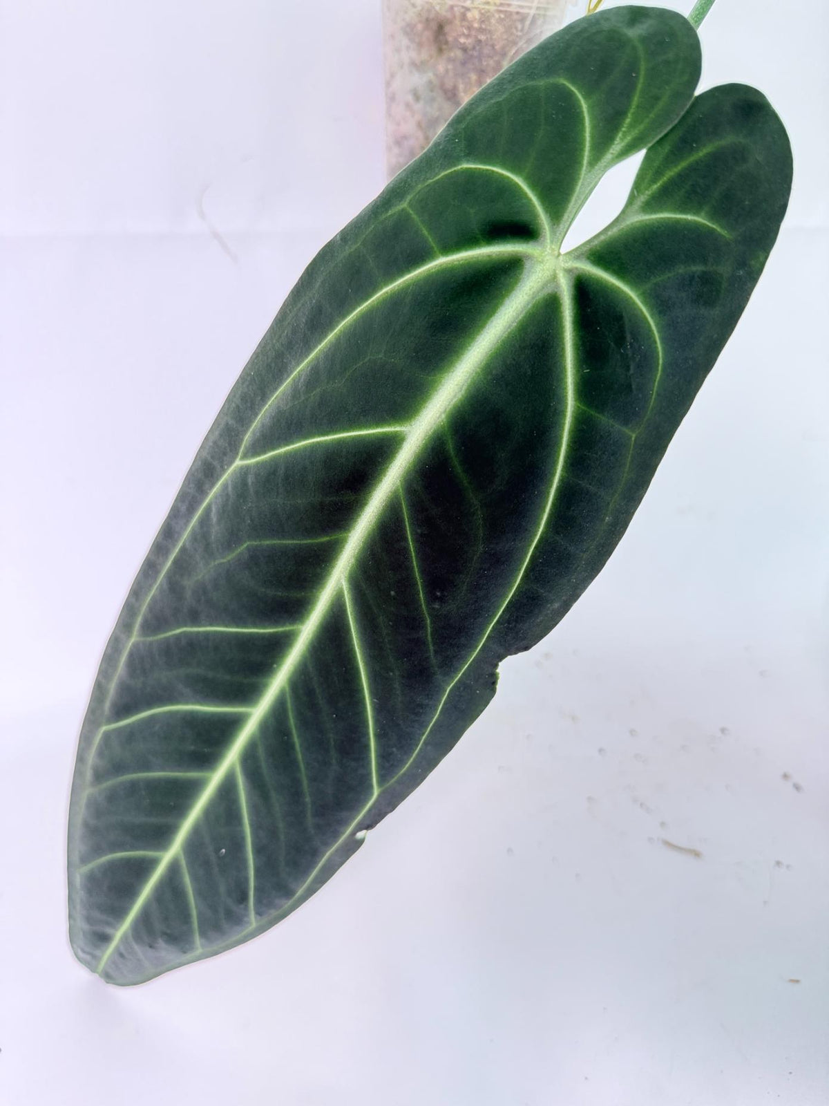 Anthurium warocqueanum 07