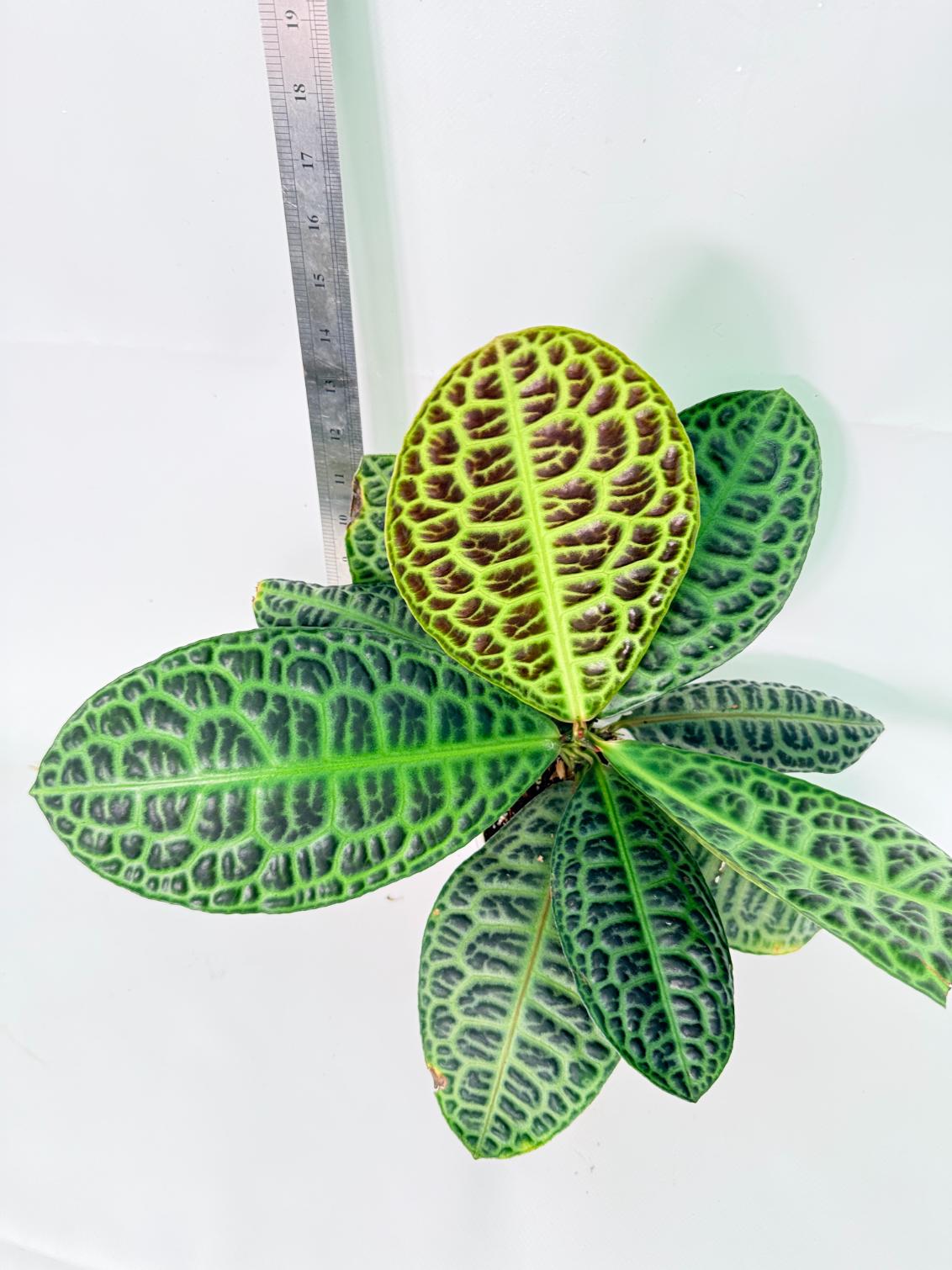 Ardisia sp. Turtle back XL 8