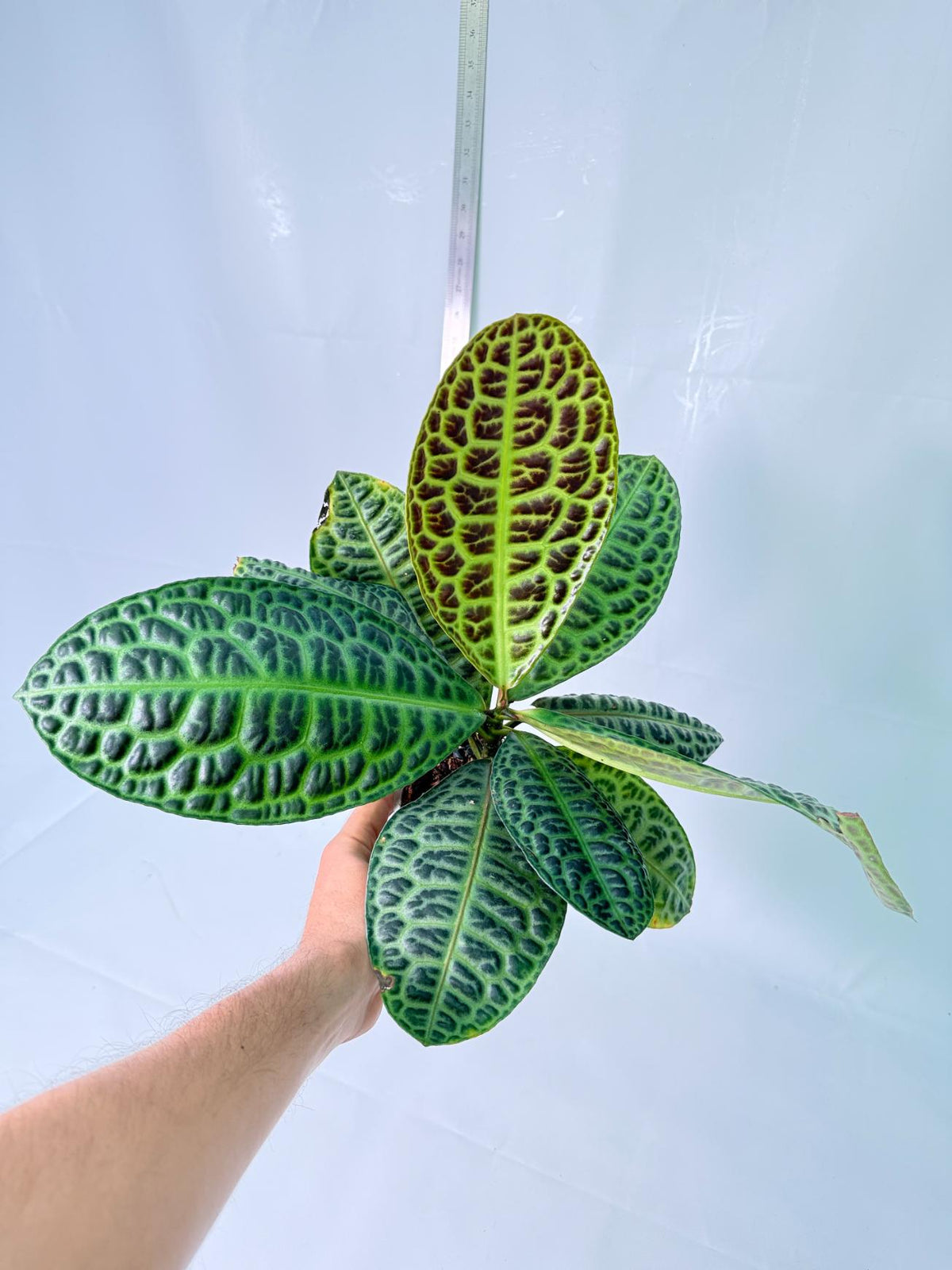 Ardisia sp. Turtle back XL 9