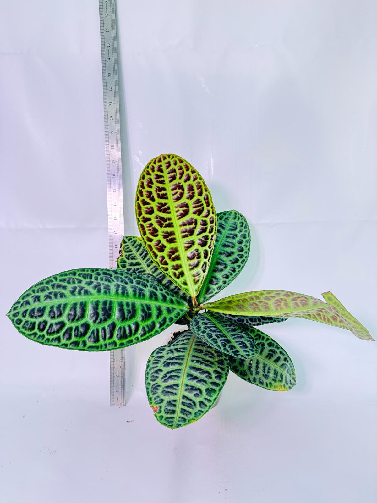 Ardisia sp. Turtle back XL 1