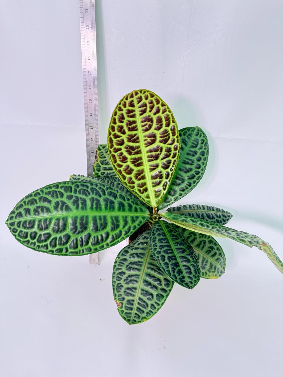 Ardisia sp. Turtle back XL 5