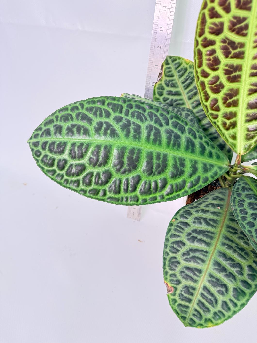 Ardisia sp. Turtle back XL 6
