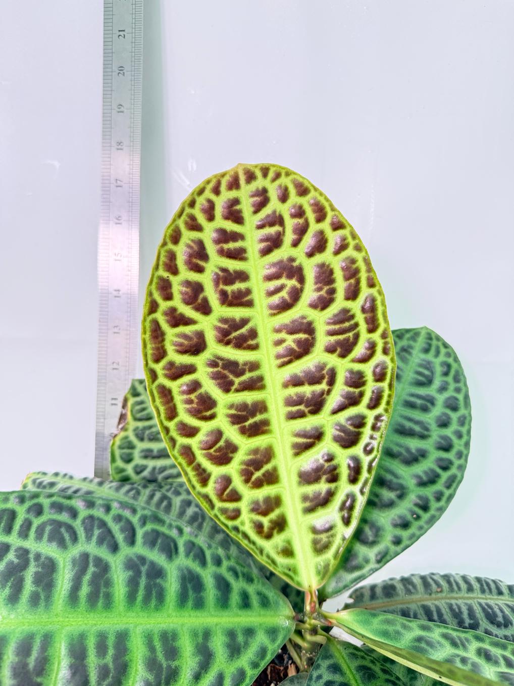 Ardisia sp. Turtle back XL 2