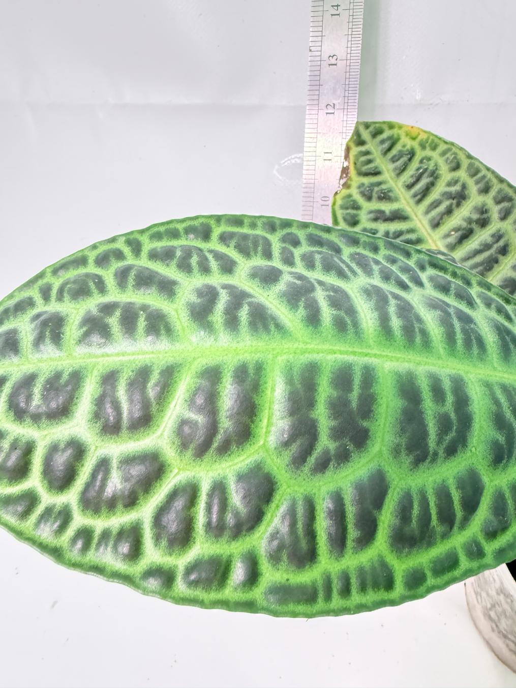 Ardisia sp. Turtle back XL 10