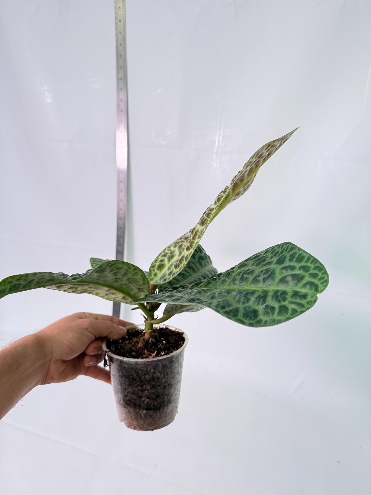 Ardisia sp. Turtle back XL 8