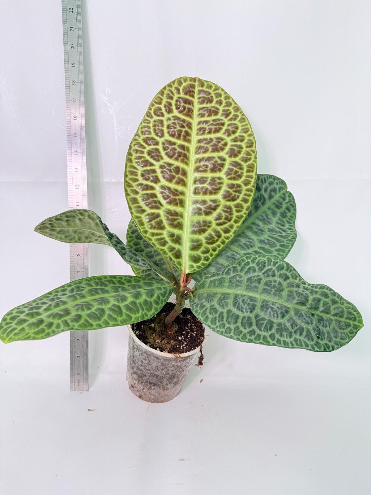 Ardisia sp. Turtle back XL 1