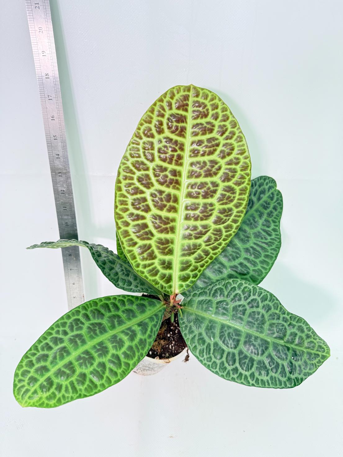 Ardisia sp. Turtle back XL 3
