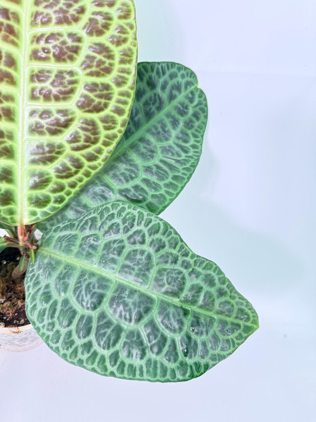 Ardisia sp. Turtle back XL 4