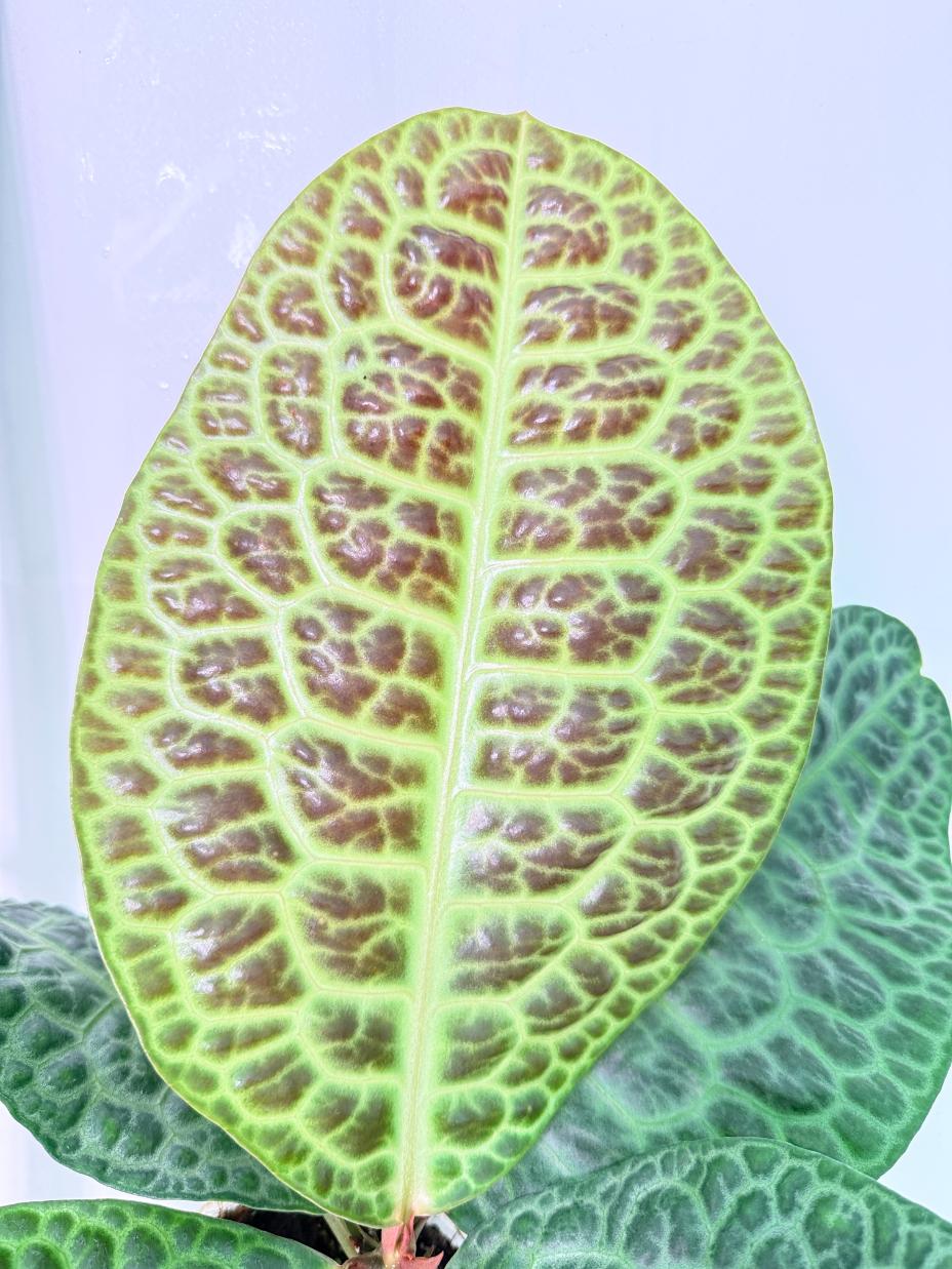 Ardisia sp. Turtle back XL 2