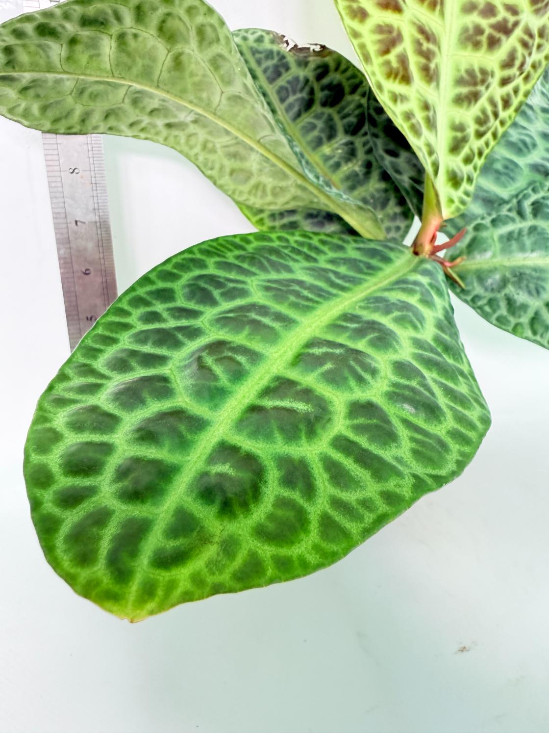 Ardisia sp. Turtle back XL 5