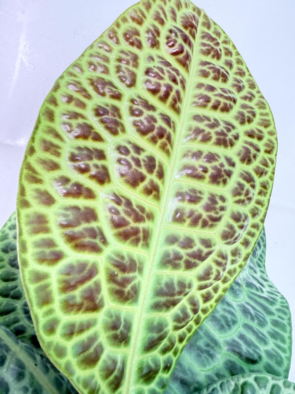 Ardisia sp. Turtle back XL 6