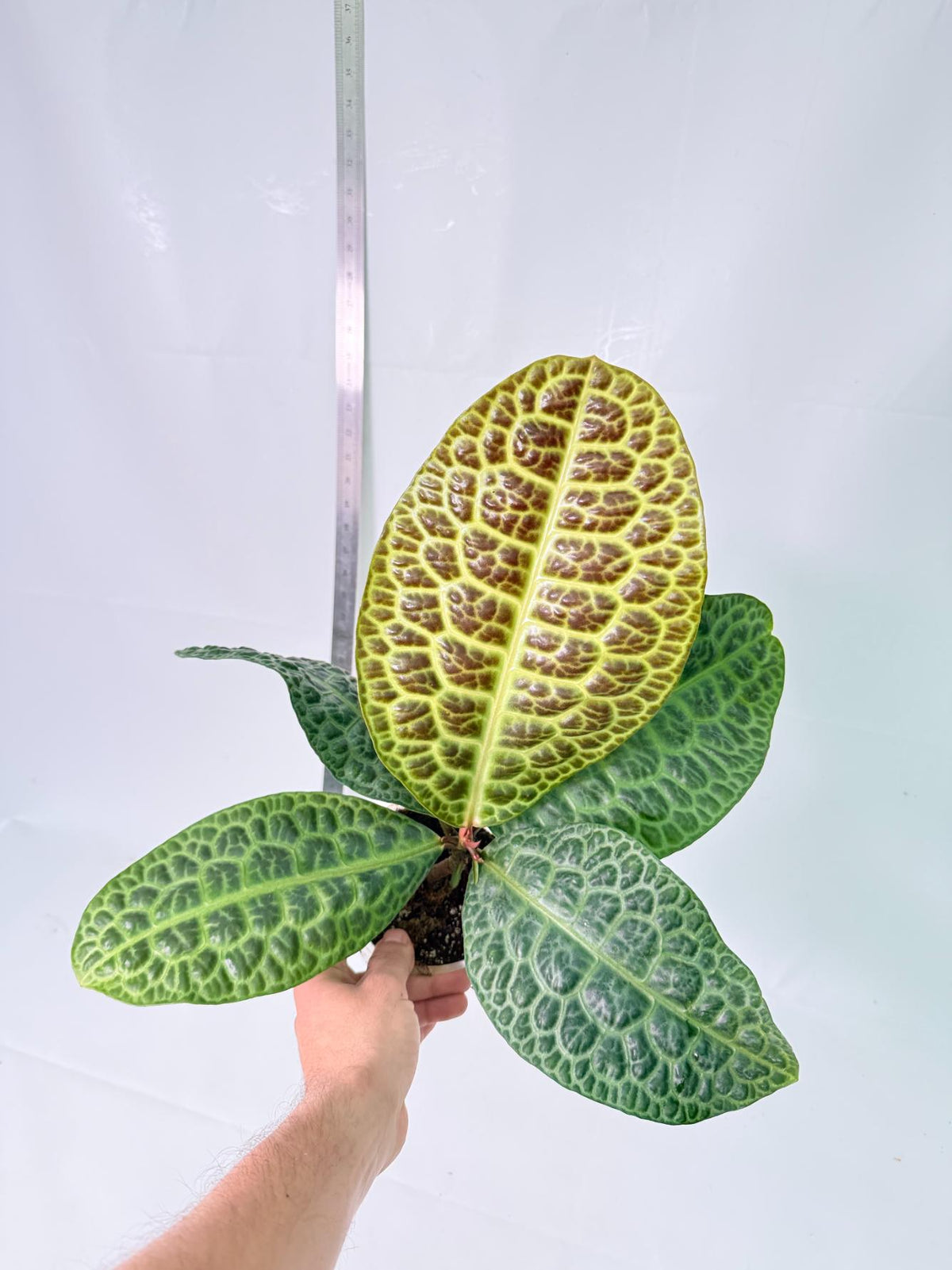 Ardisia sp. Turtle back XL 7