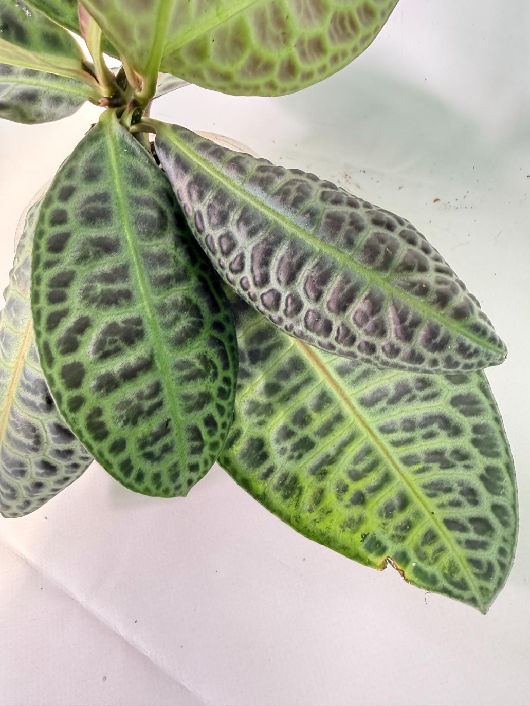 Ardisia sp. Turtle back XL 09
