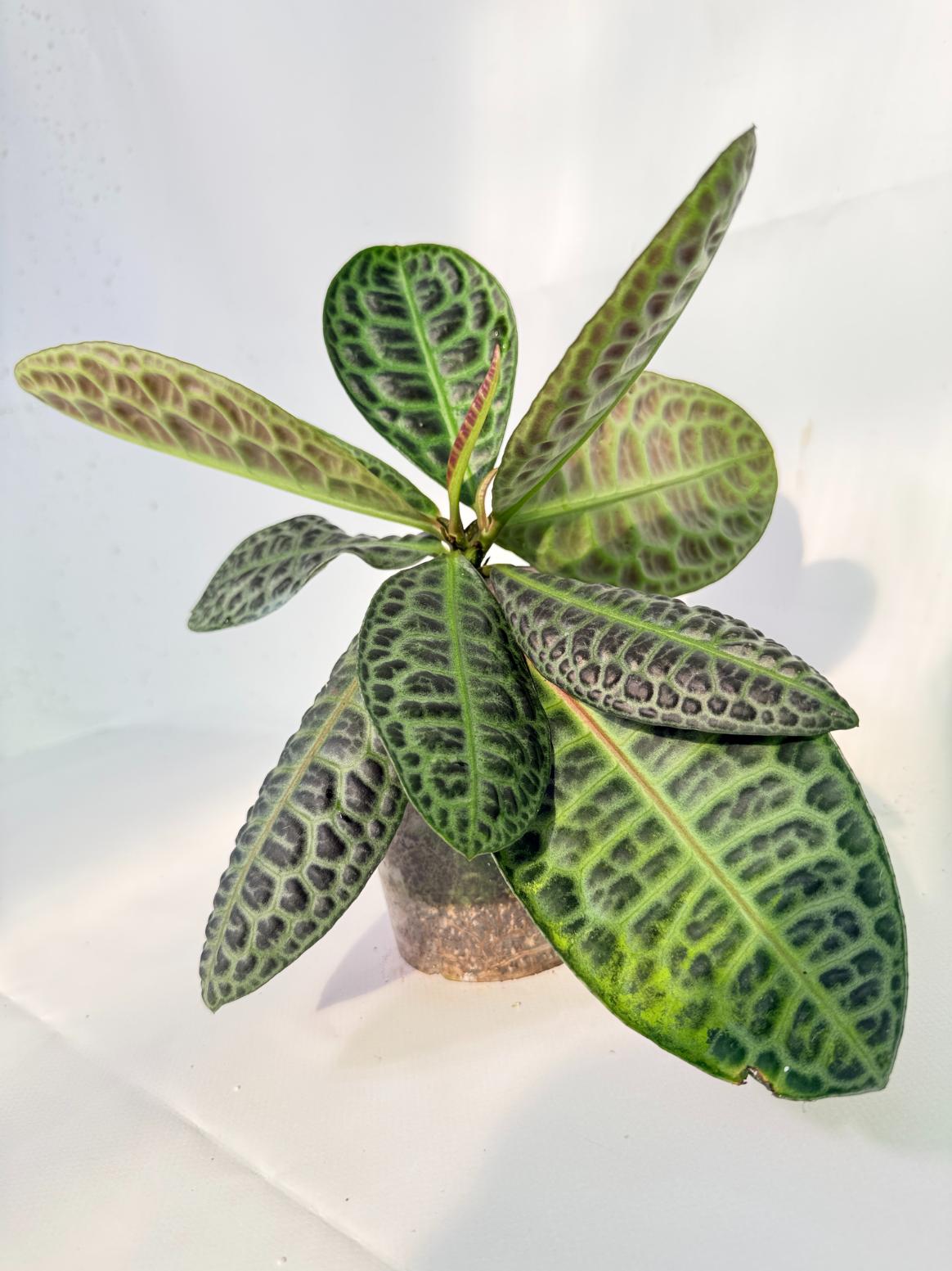 Ardisia sp. Turtle back XL 10