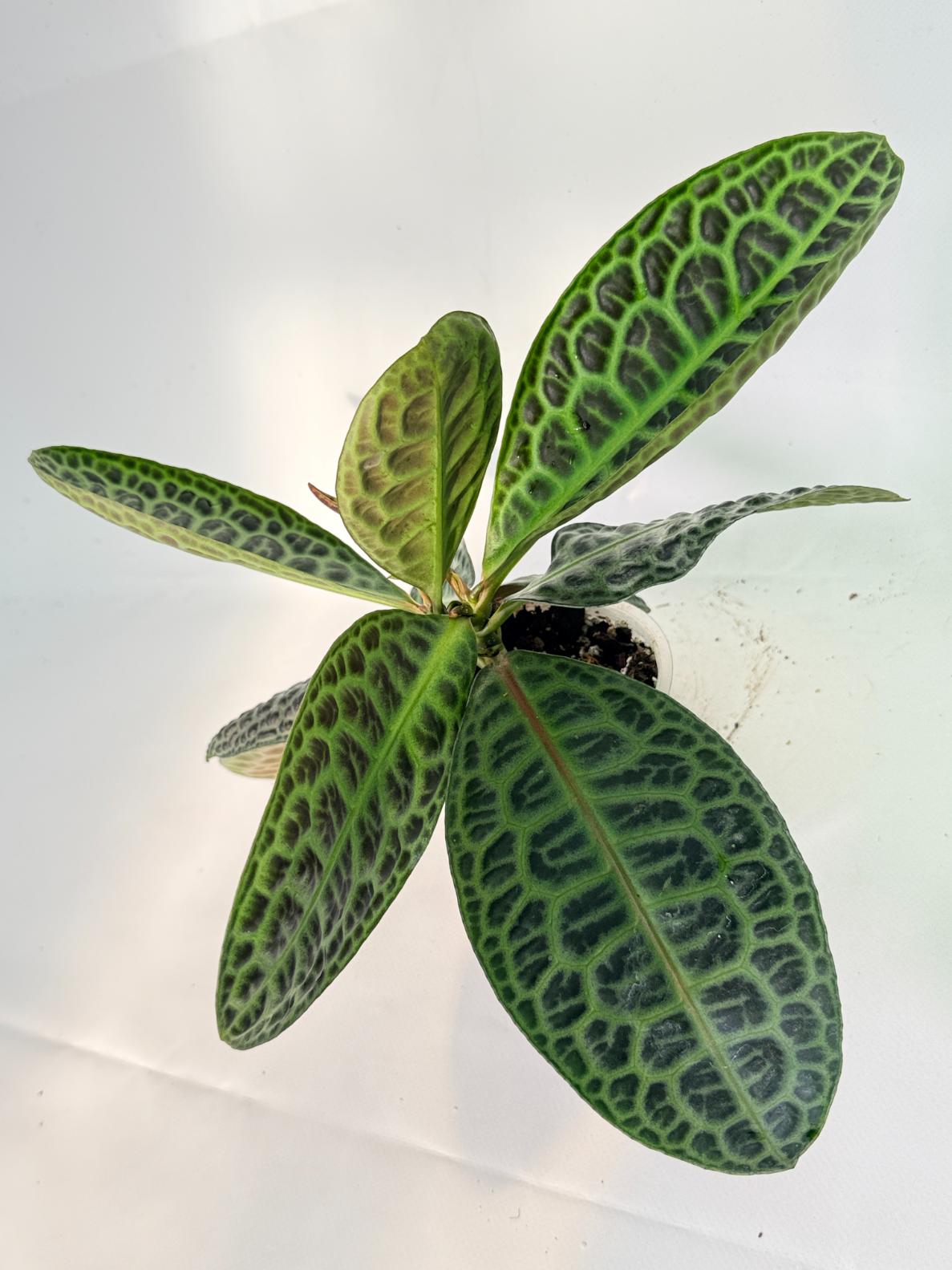 Ardisia sp. Turtle back XL 11