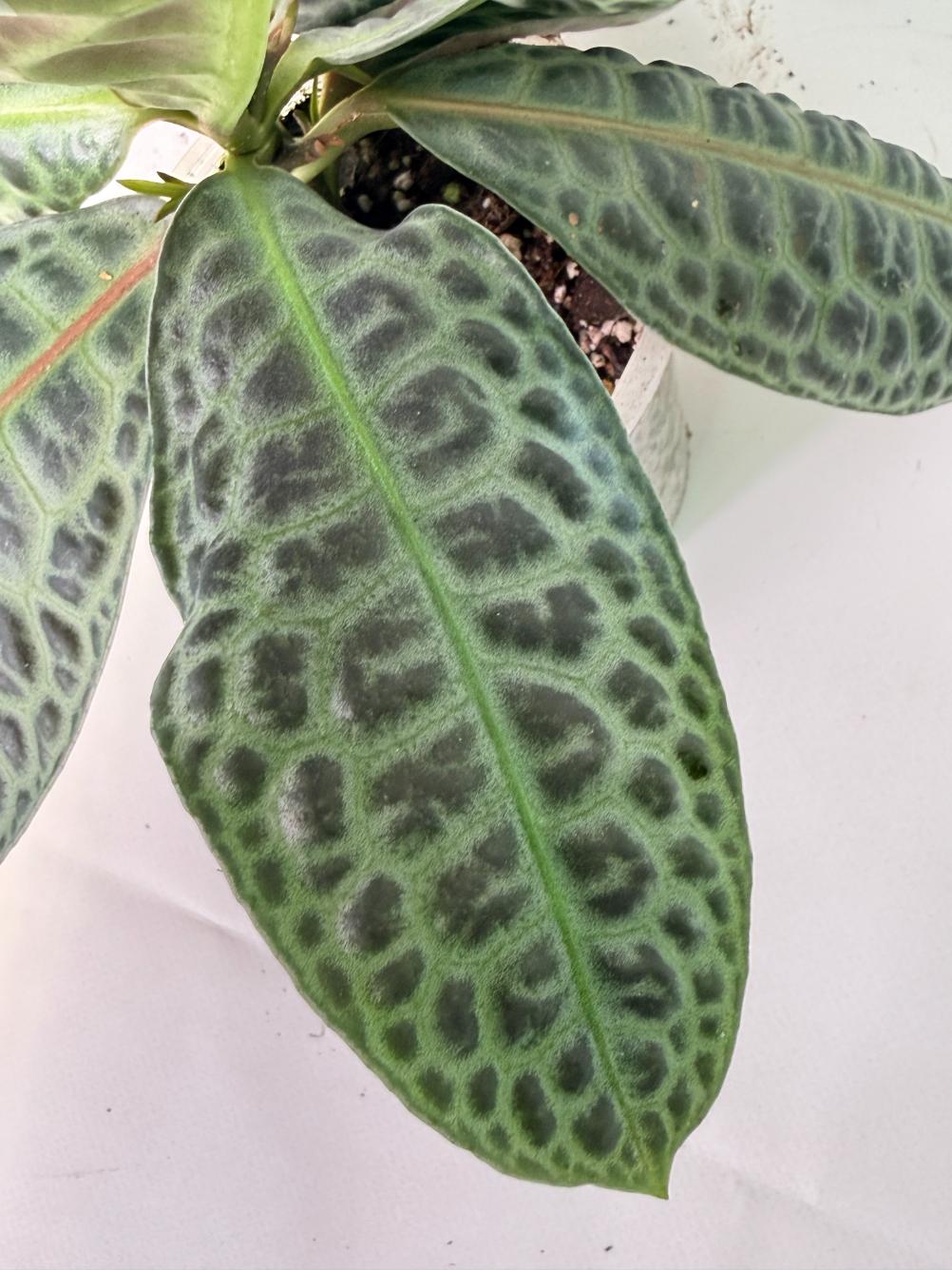 Ardisia sp. Turtle back XL