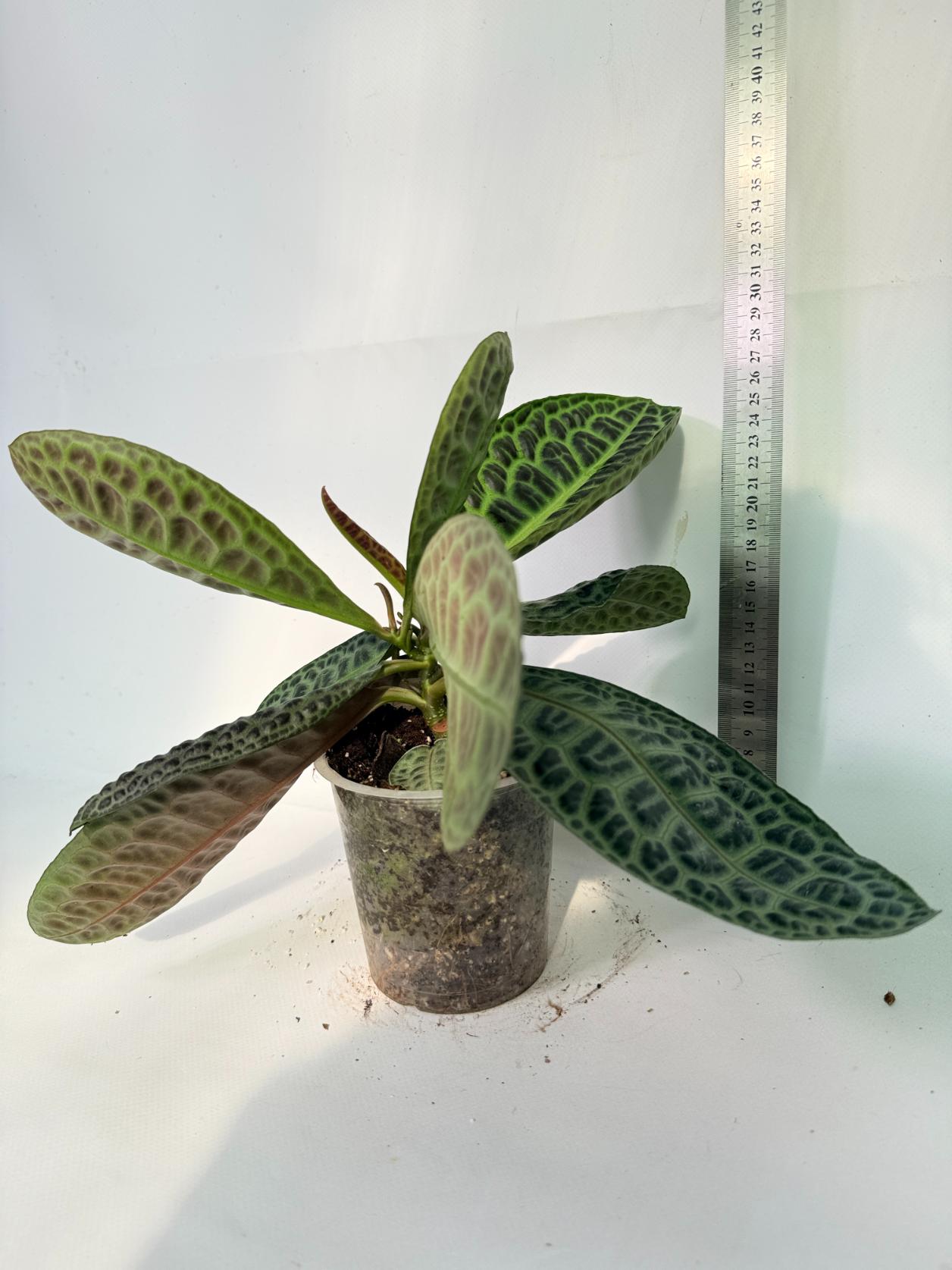 Ardisia sp. Turtle back XL 02